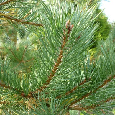 Pinus sylvestris (Scots Pine) 20-30cm pot grown evergreen conifer.
