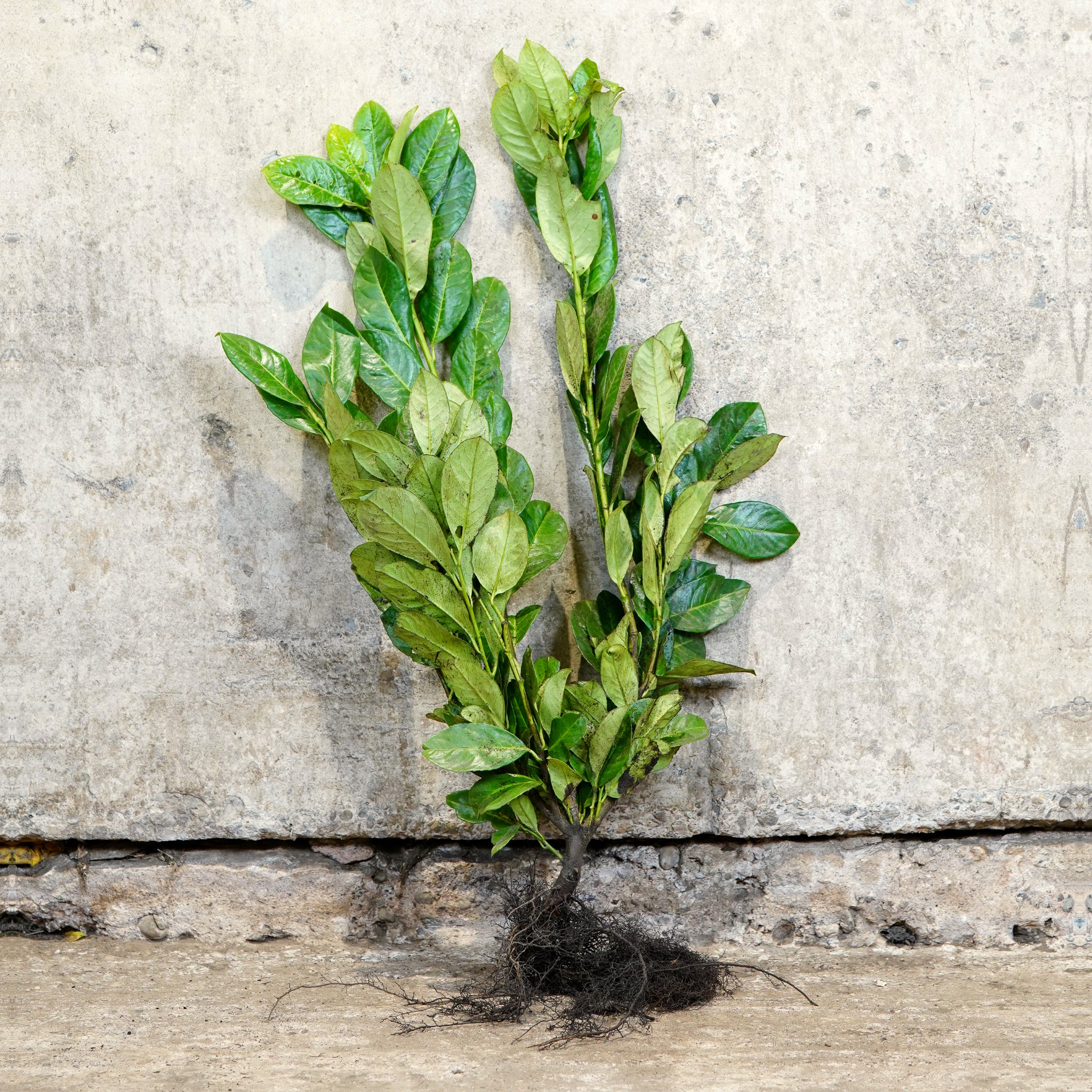 Common Laurel bare root hedge 40-60cm