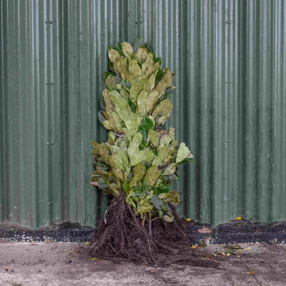 Prunus rotundifolia (Common laurel) 40-60cm bare root hedge plant.