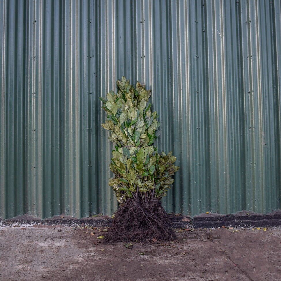 Prunus laurocerasus (Common laurel) 60-90cm bare root hedge plant.