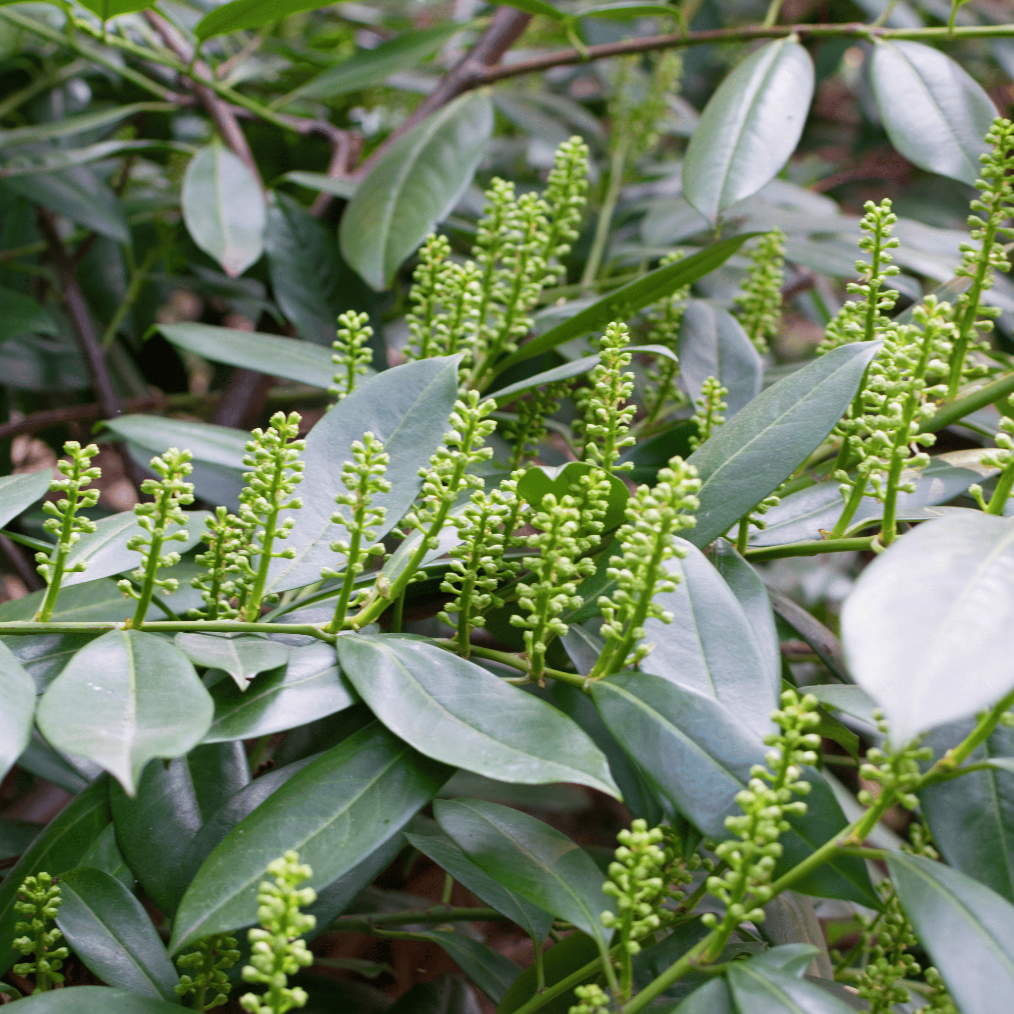 Common Laurel (Prunus laurocerasus Rotundifolia) foliage detail