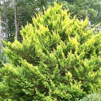 Chamaecyparis pisifera 'Plumosa Aurea' dwarf conifer pot grown.