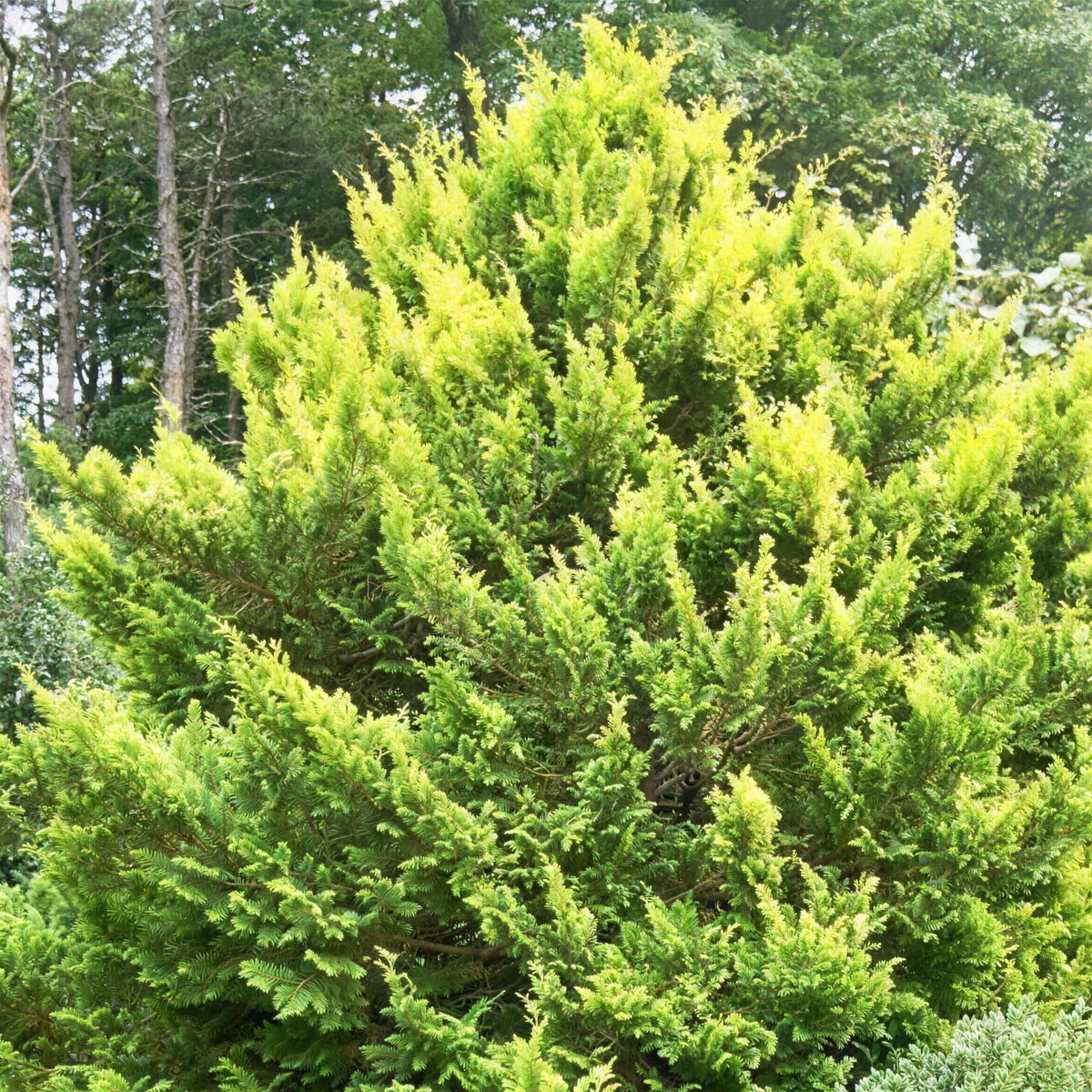 Chamaecyparis pisifera 'Plumosa Aurea' dwarf conifer pot grown.