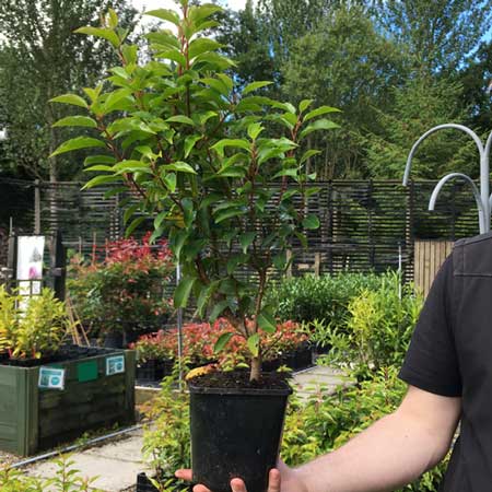 Prunus lusitanica (Portuguese Laurel) 30-40cm pot grown hedge plant.