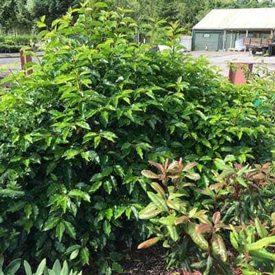 Prunus lusitanica (Portuguese laurel) 20-30cm pot grown hedge plant.