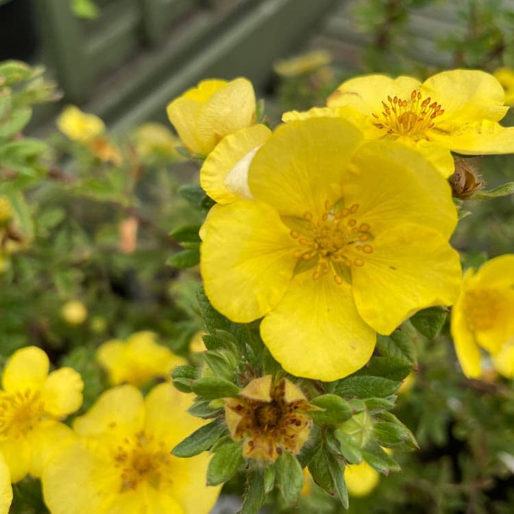 Potentilla ‘Elizabeth’ (Yellow Shrubby Cinquefoil) 3L pot shrub.