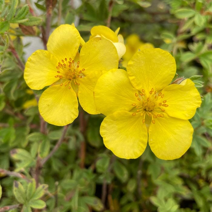Potentilla ‘Elizabeth’ (Yellow Shrubby Cinquefoil) 3L pot grown plant.