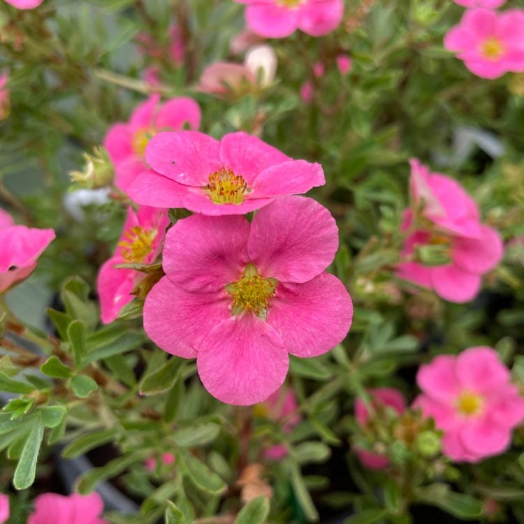 Potentilla fruticosa 'New Dawn Pink' pot grown flowering shrub.