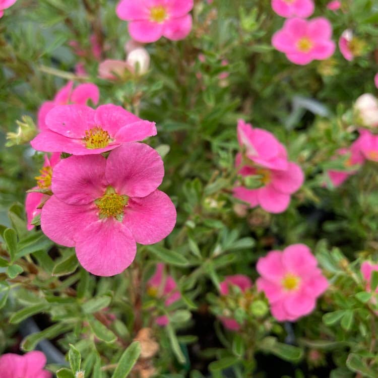 Potentilla fruticosa 'New Dawn' (Shrubby Cinquefoil) pot grown flowering shrub.