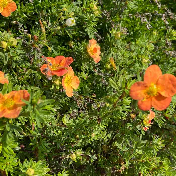 Potentilla fruticosa 'Tangerine' pot grown flowering shrub.