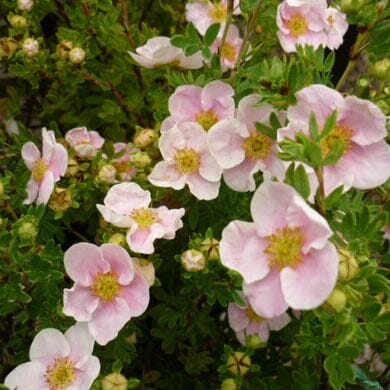 Potentilla fruticosa 'Princess Pink' 3L pot grown shrub.