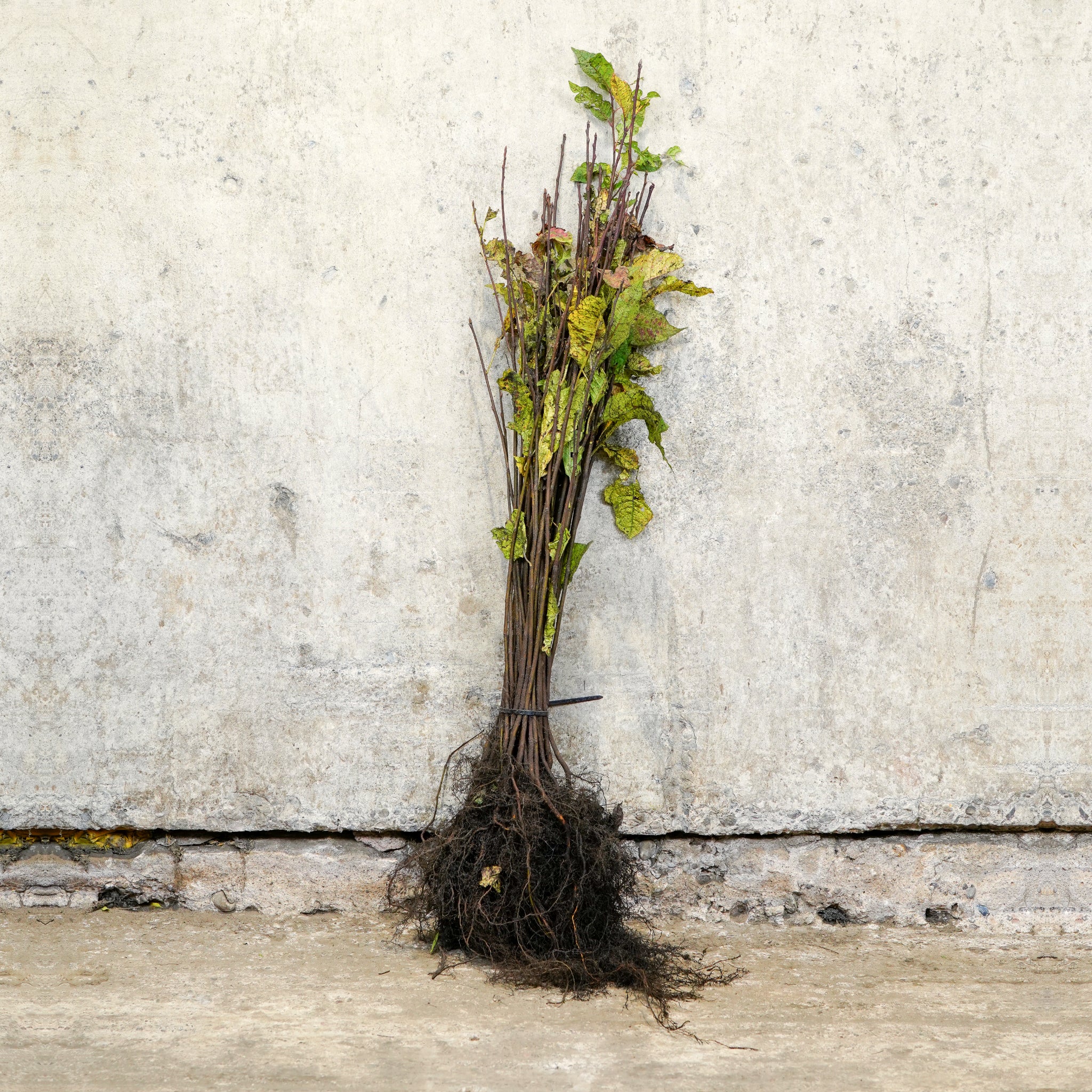 Bird Cherry 40-60cm bare root hedge plant