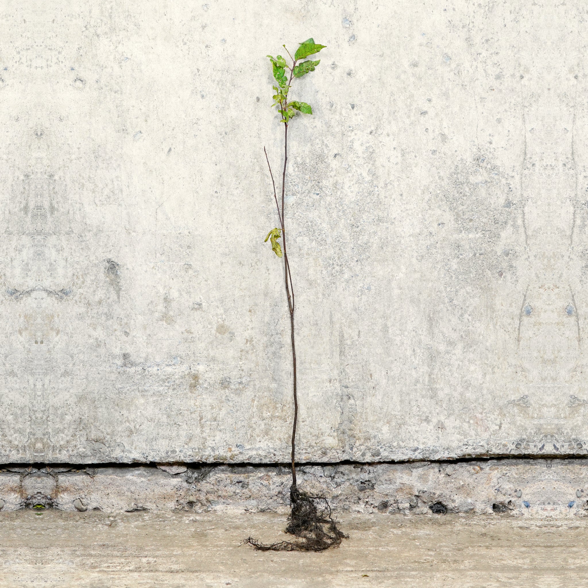 Bird Cherry 40-60cm bare root hedge plant