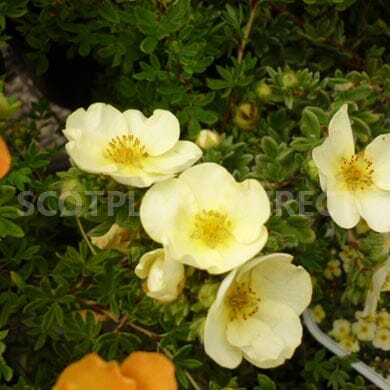 Potentilla fruticosa 'Primrose Beauty' 3L pot grown shrub.