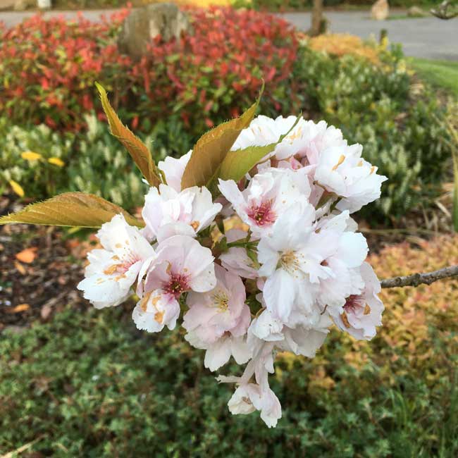 Prunus 'Amanogawa' (Japanese Cherry) 150-175cm pot grown plant.