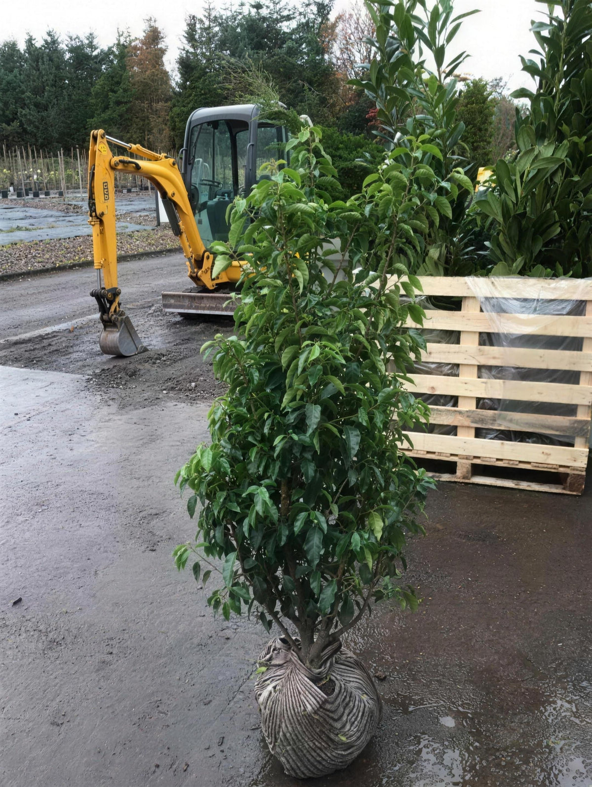 Prunus lusitanica (Portuguese Laurel) 120-150cm rootball hedge plant.