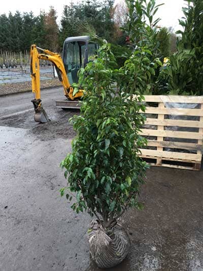 Prunus lusitanica (Portuguese laurel) 90-120cm rootball evergreen hedge plant.