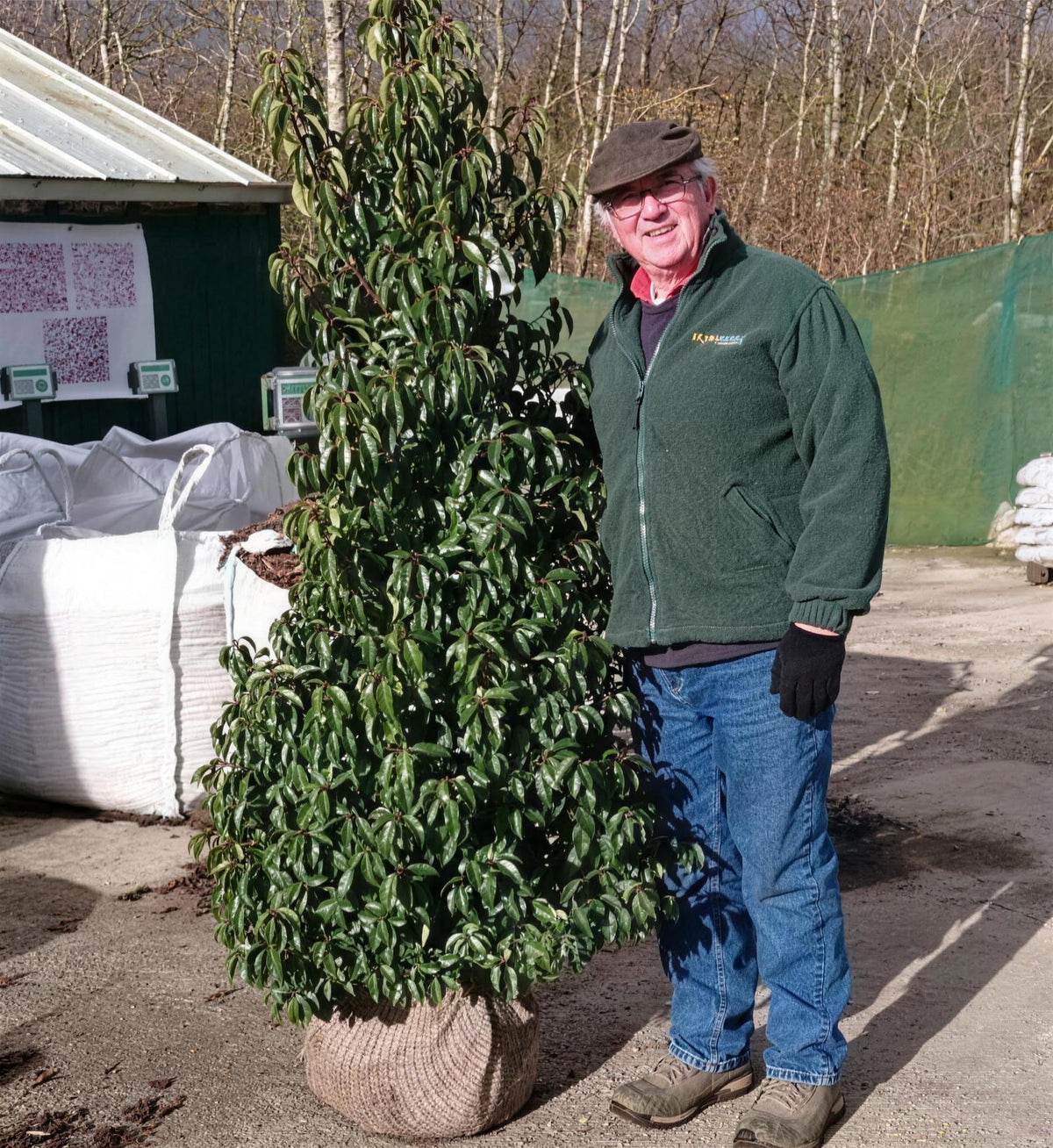 Prunus lusitanica (Portuguese Laurel) 150-175cm rootball hedge plant.
