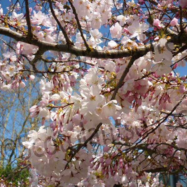 Prunus × yedoensis (Japanese Cherry Tree) 150-175cm bare root.