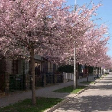 Prunus 'Accolade' (flowering cherry) 150-165cm bare root tree.