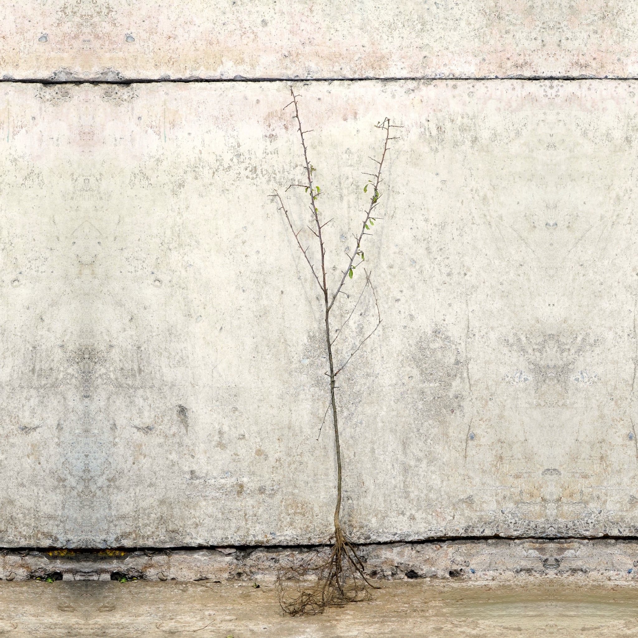 Blackthorn bare root hedge 100-125cm