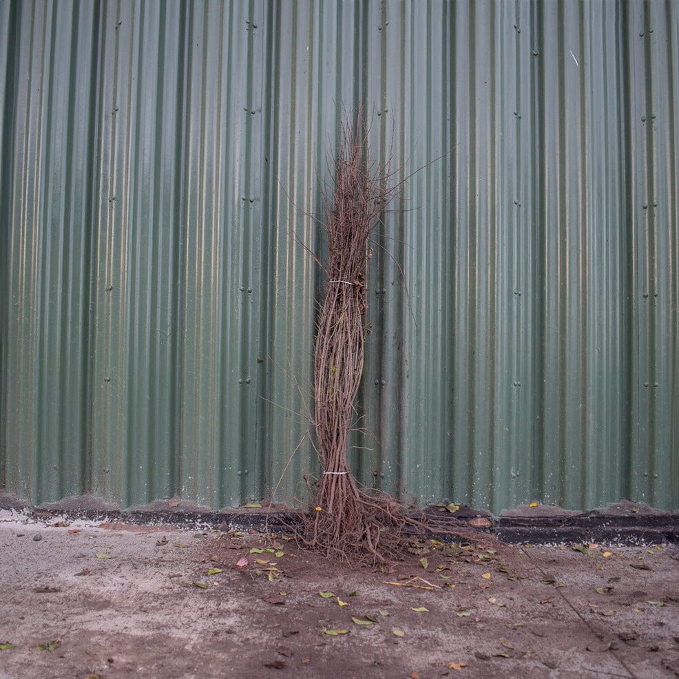 Prunus spinosa (Blackthorn) 100-125cm bare root hedge.