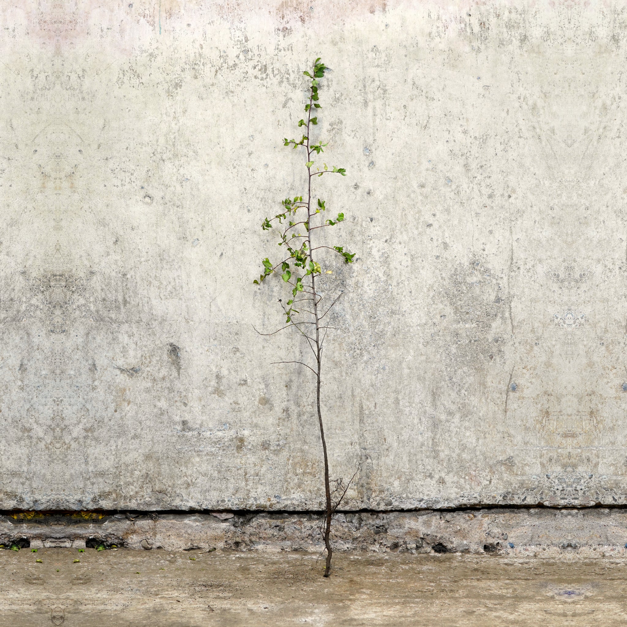 Blackthorn bare root hedging 40-60cm