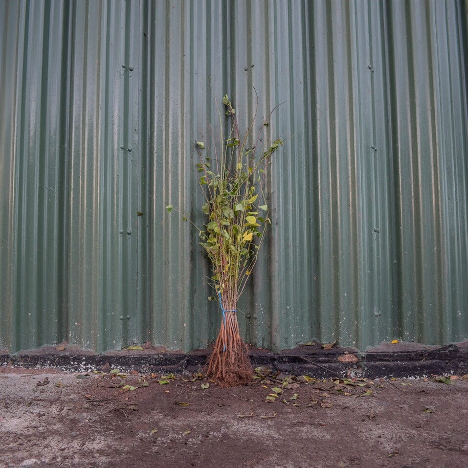 Prunus spinosa (Blackthorn) 40-60cm bare root hedging.