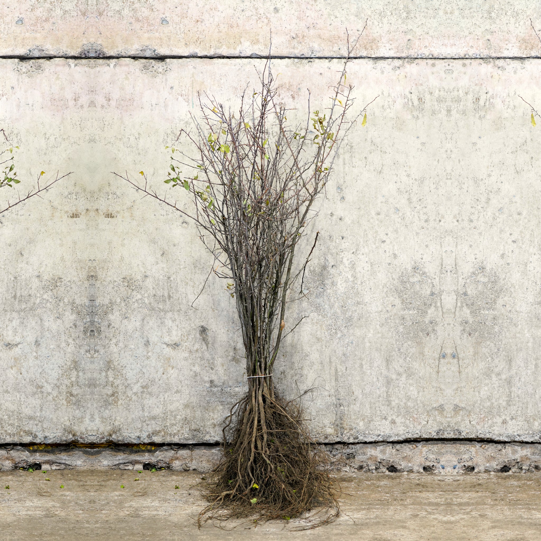 Blackthorn hedge bare root 60-80cm
