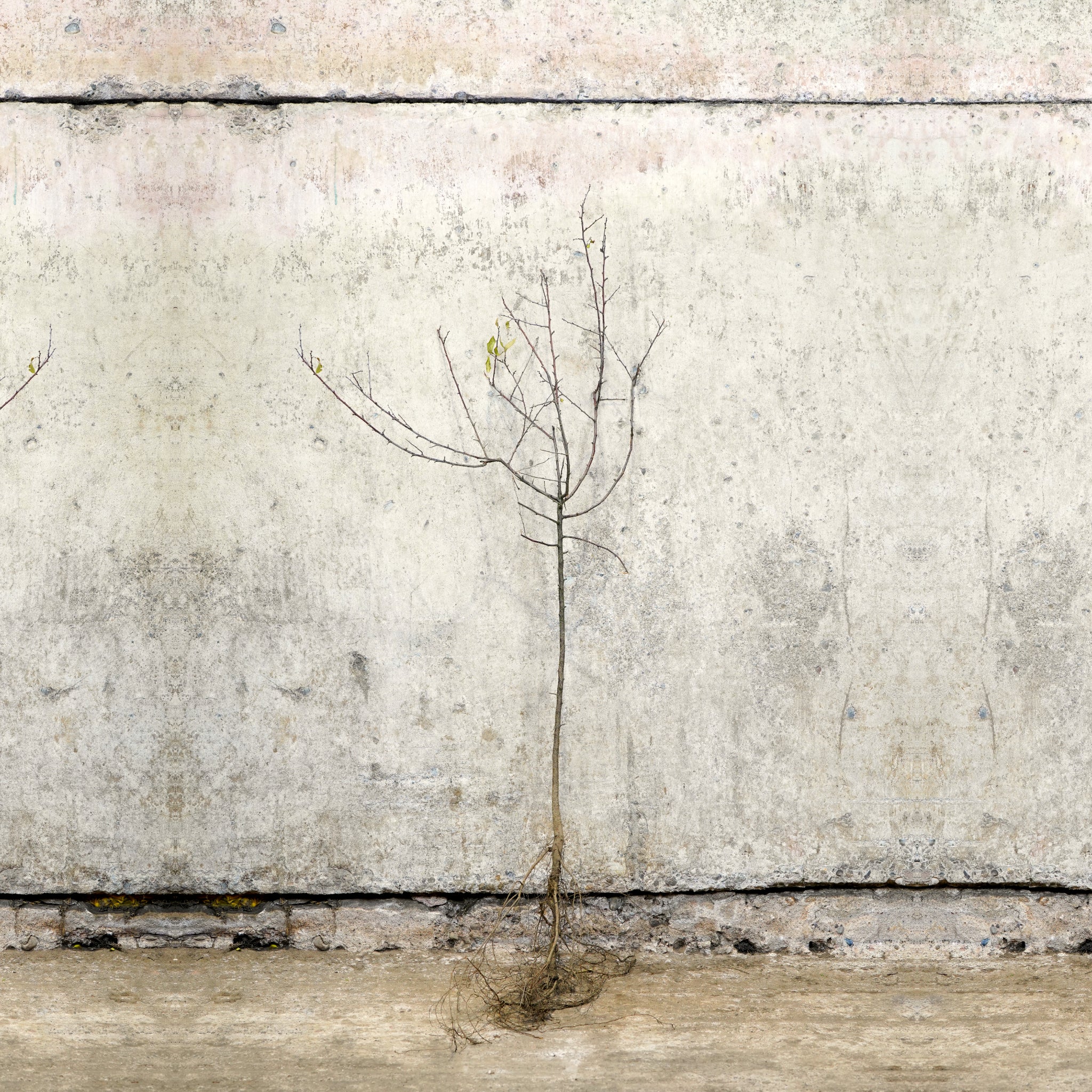 Blackthorn hedge bare root 60-80cm