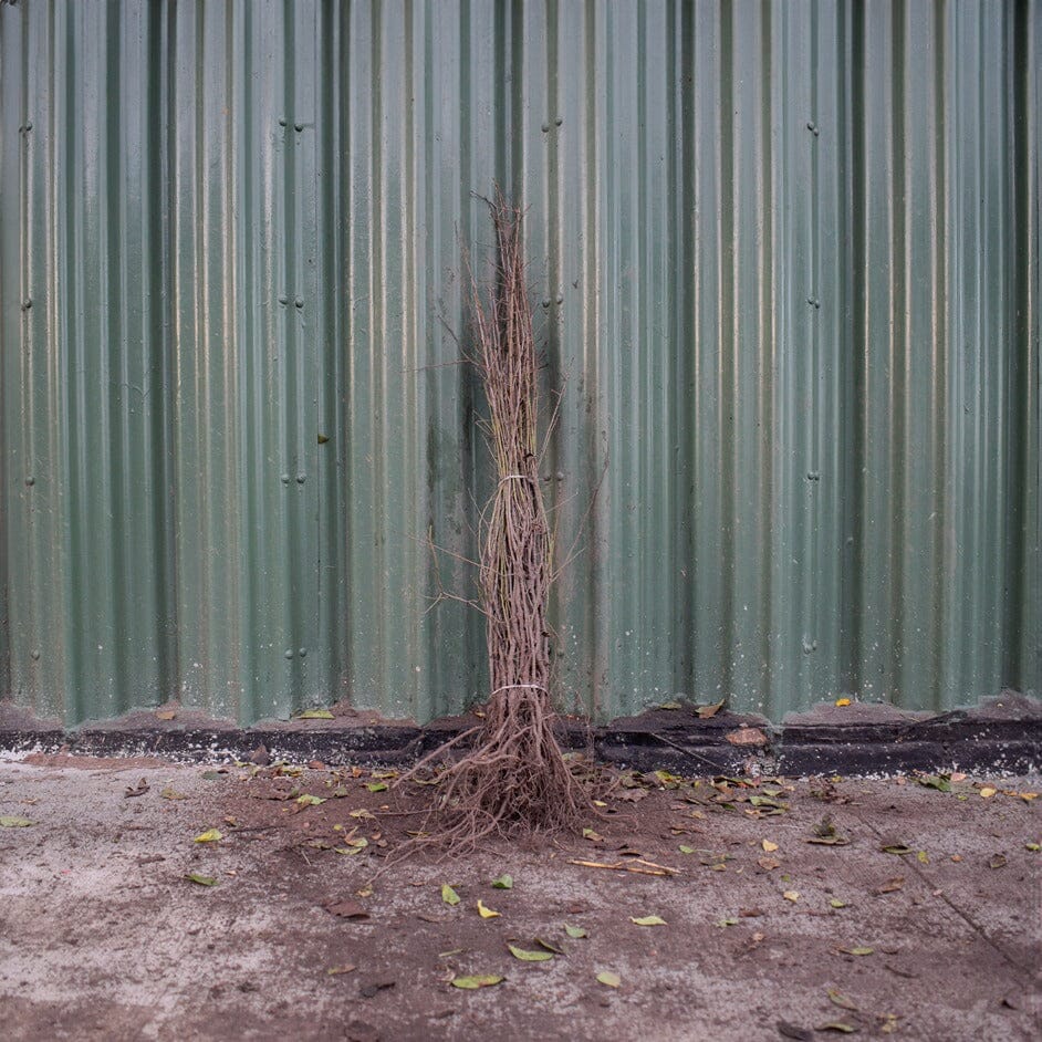 Prunus spinosa (Blackthorn) 80-100cm bare root hedge plants.