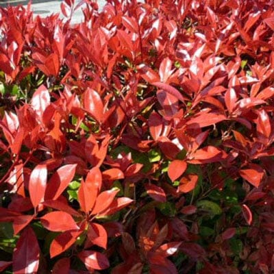 Photinia x fraseri 'Red Robin' pot grown hedge evergreen shrub.