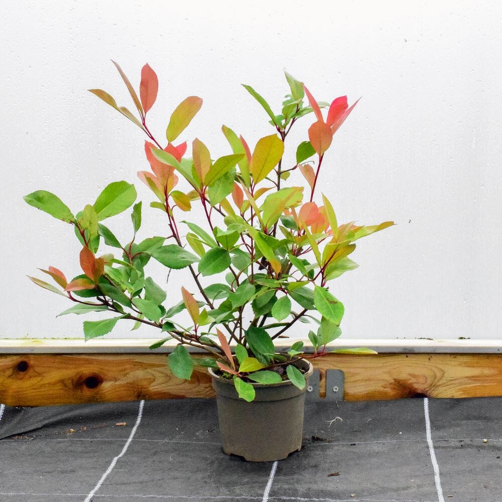 Photinia x fraseri 'Red Robin' 40-60cm pot grown hedge plant.