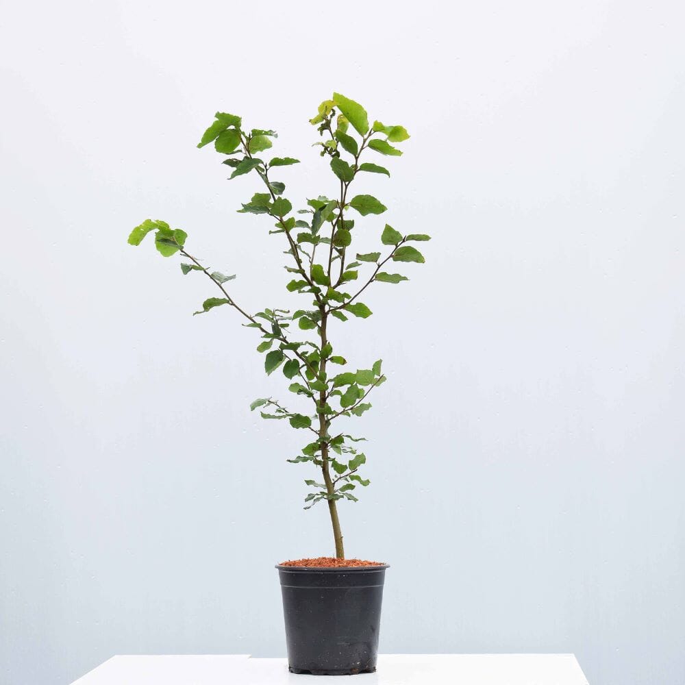 Fagus sylvatica (Green Beech) 40-60cm pot grown hedging plant.