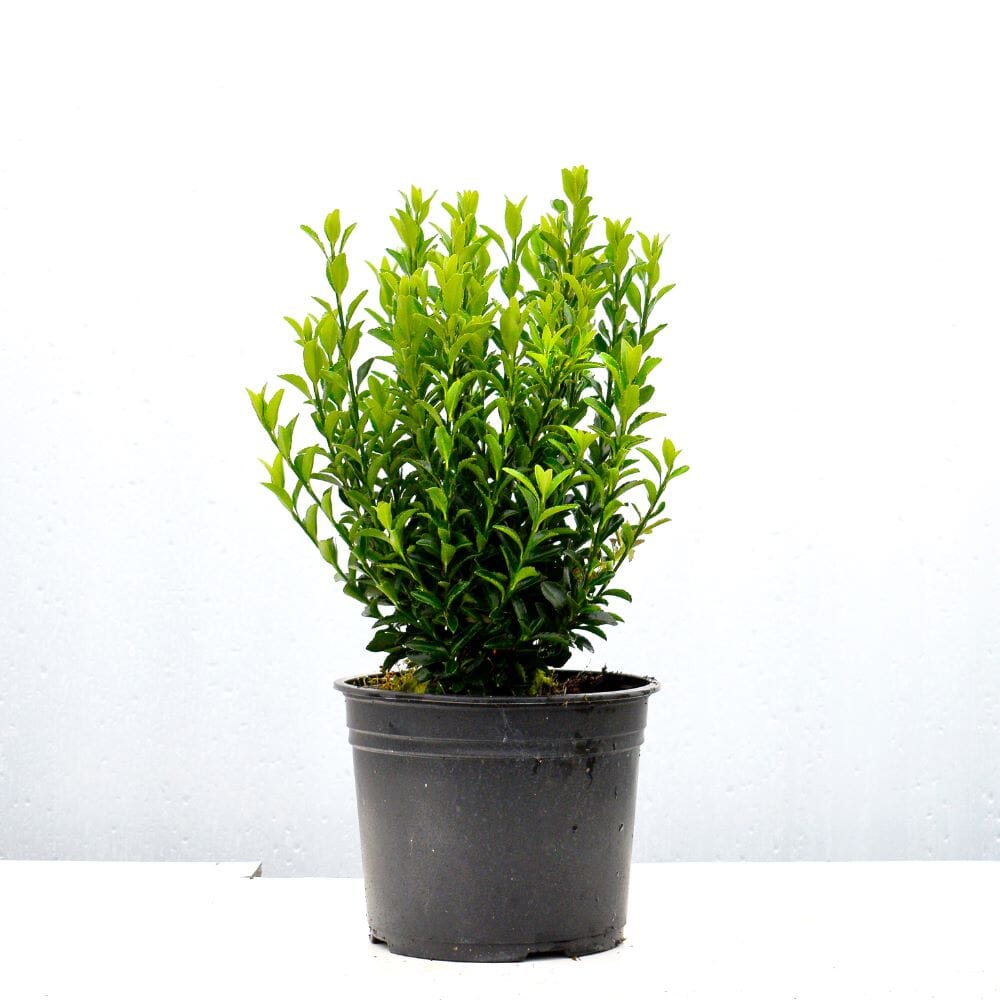 Euonymus 'Jean Hugues' (Spindle) 10-20cm pot grown hedge plant 1.3L.