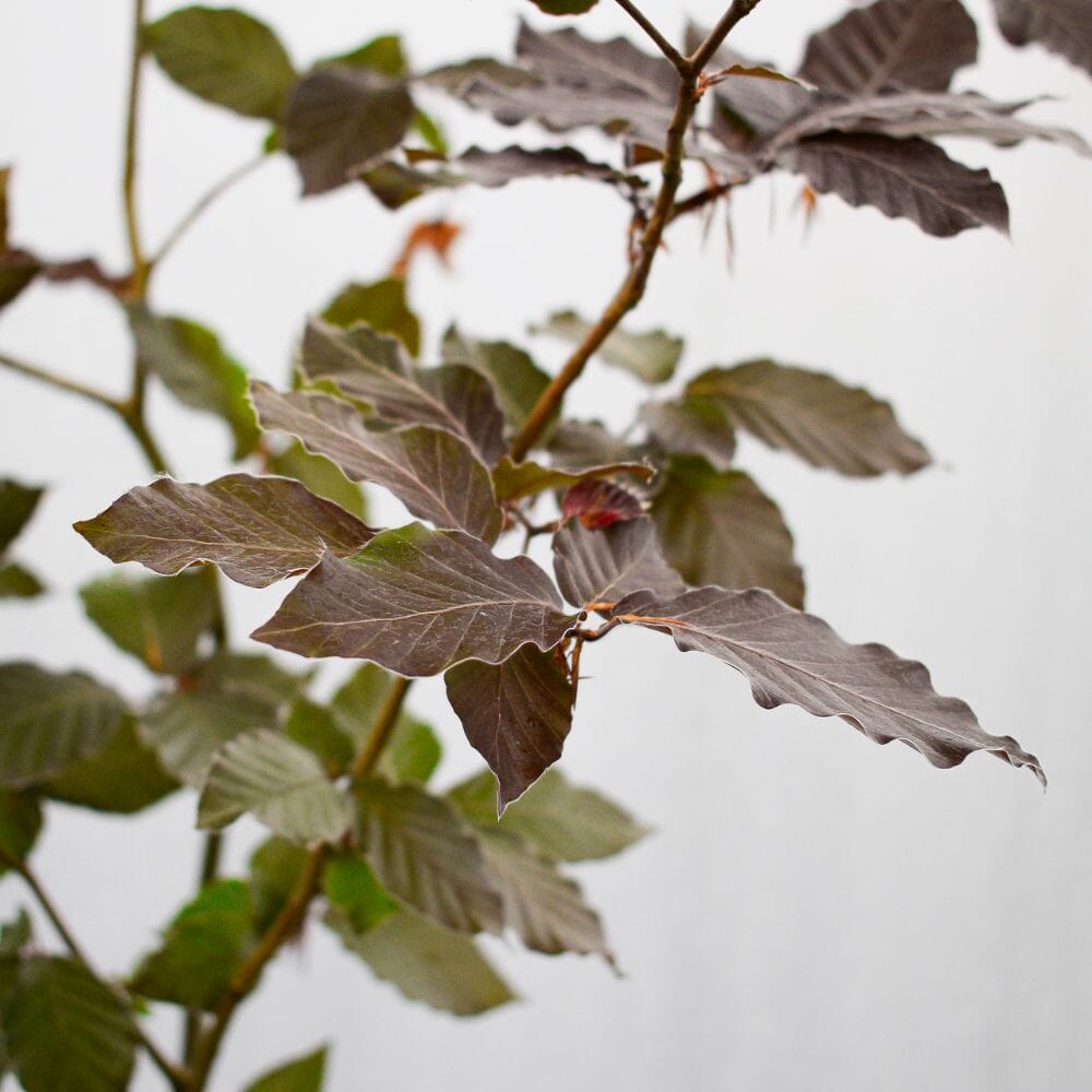 Fagus sylvatica (Purple Beech) 90-120cm pot grown hedge plant.