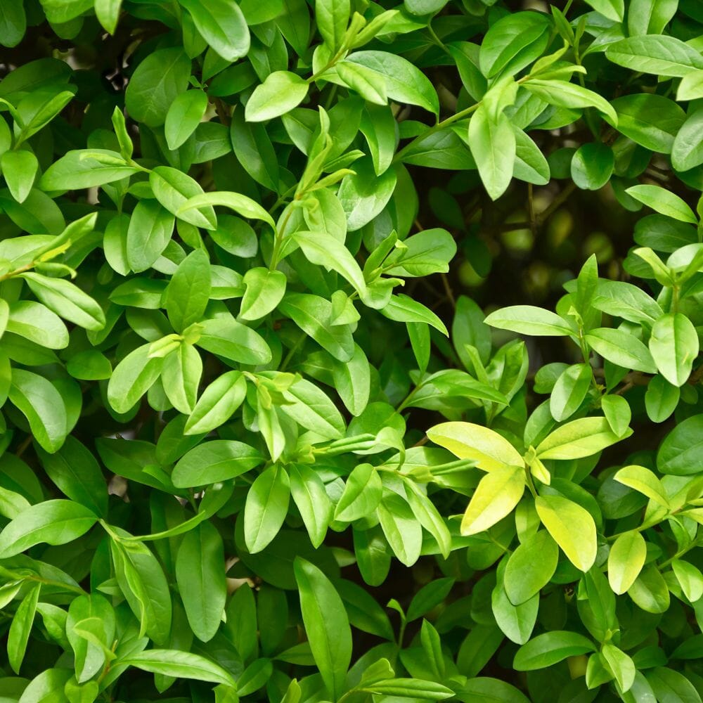 Ligustrum ovalifolium (Green Privet) 150-175cm rootball hedge plant.