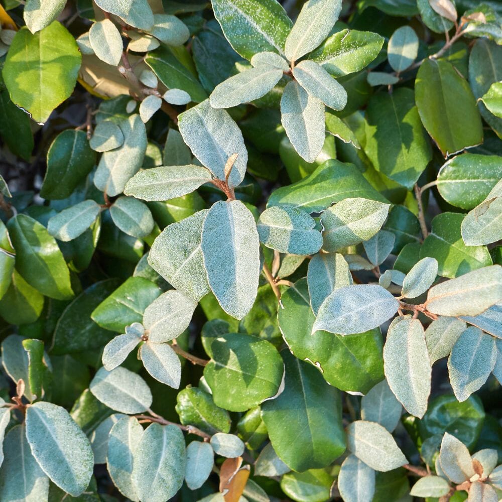 Elaeagnus x ebbingei (Oleaster) 40/60cm rootball evergreen hedge.