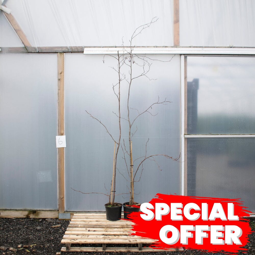 Frangula alnus (Alder Buckthorn) 150cm pot grown plant.