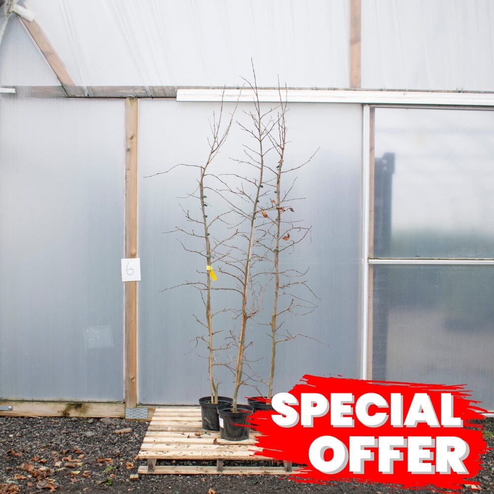 Parrotia persica (Ironwood tree) 175-200cm pot grown.