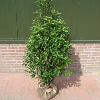 Prunus lusitanica (Portuguese Laurel) 60-90cm rootball hedging plant.