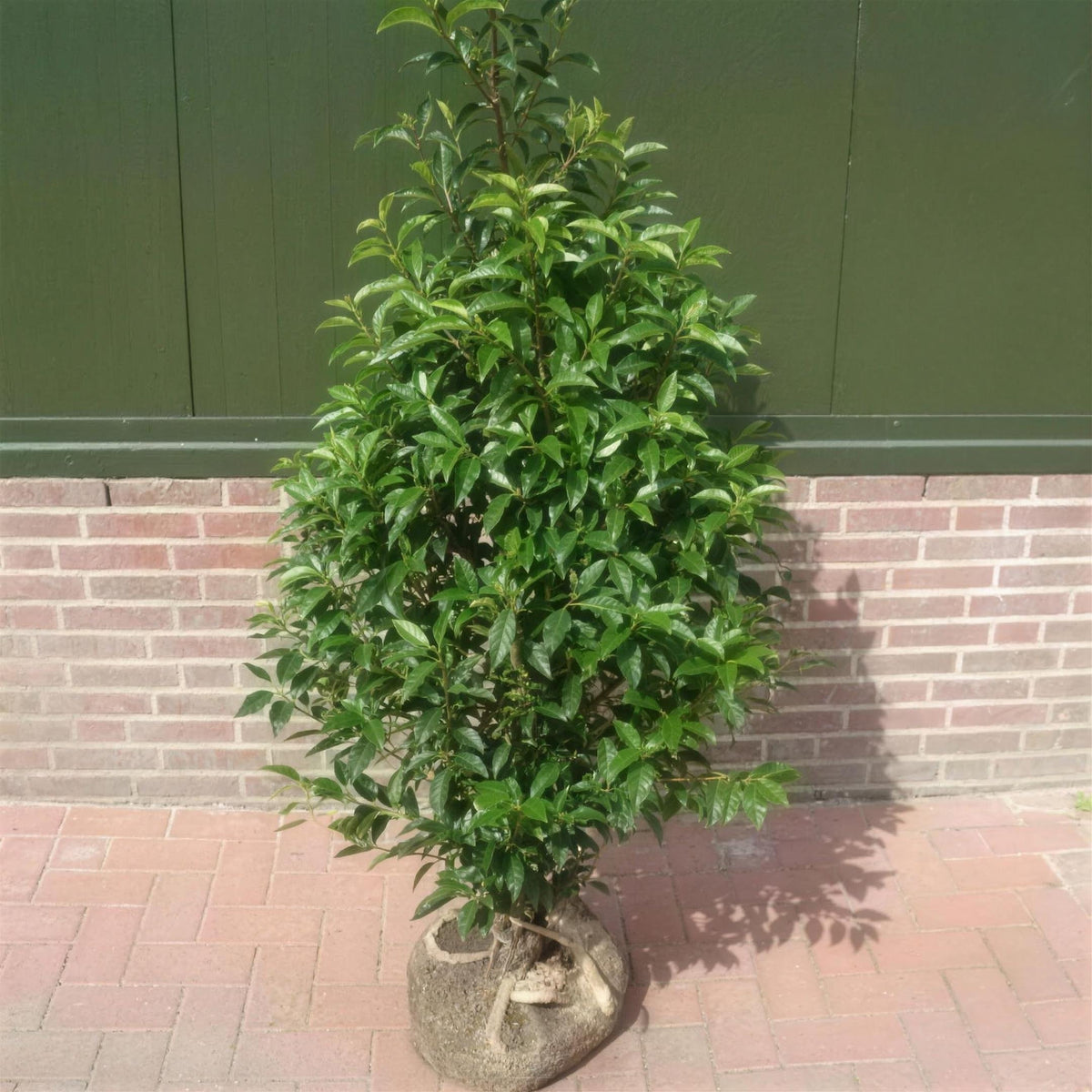Prunus lusitanica (Portuguese Laurel) 60-90cm rootball hedging plant.