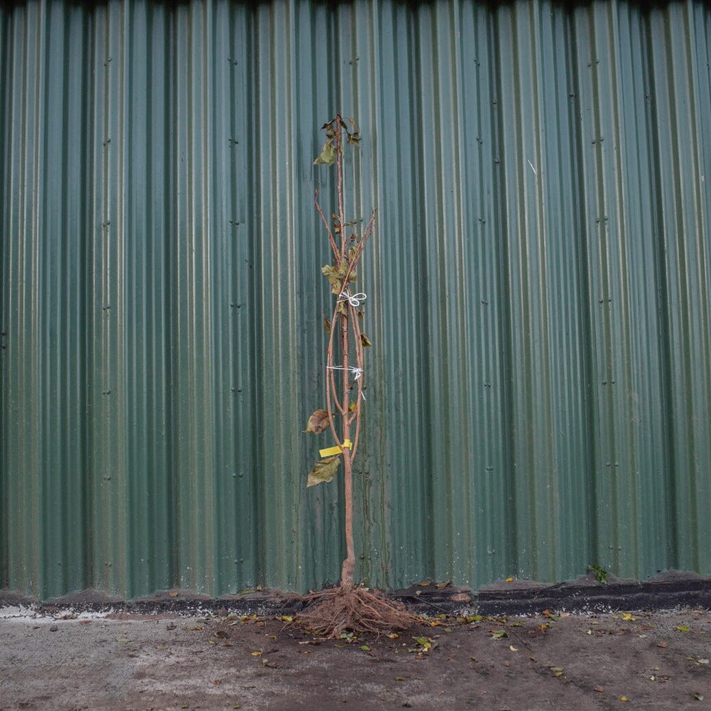 Prunus 'Autumnalis Rosea' (Winter Flowering Cherry) 150-175cm bare root tree.