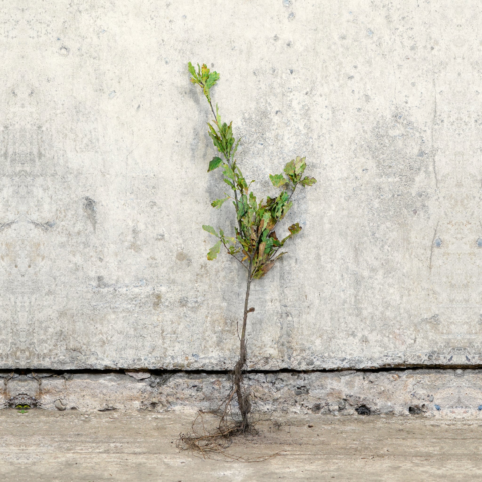English Oak bare root 40-60cm hedging