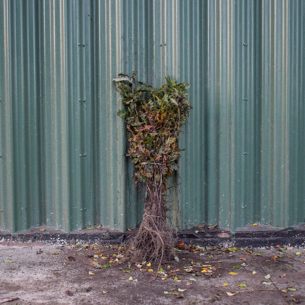 Quercus robur (English Oak) 40-60cm bare root hedging plant.