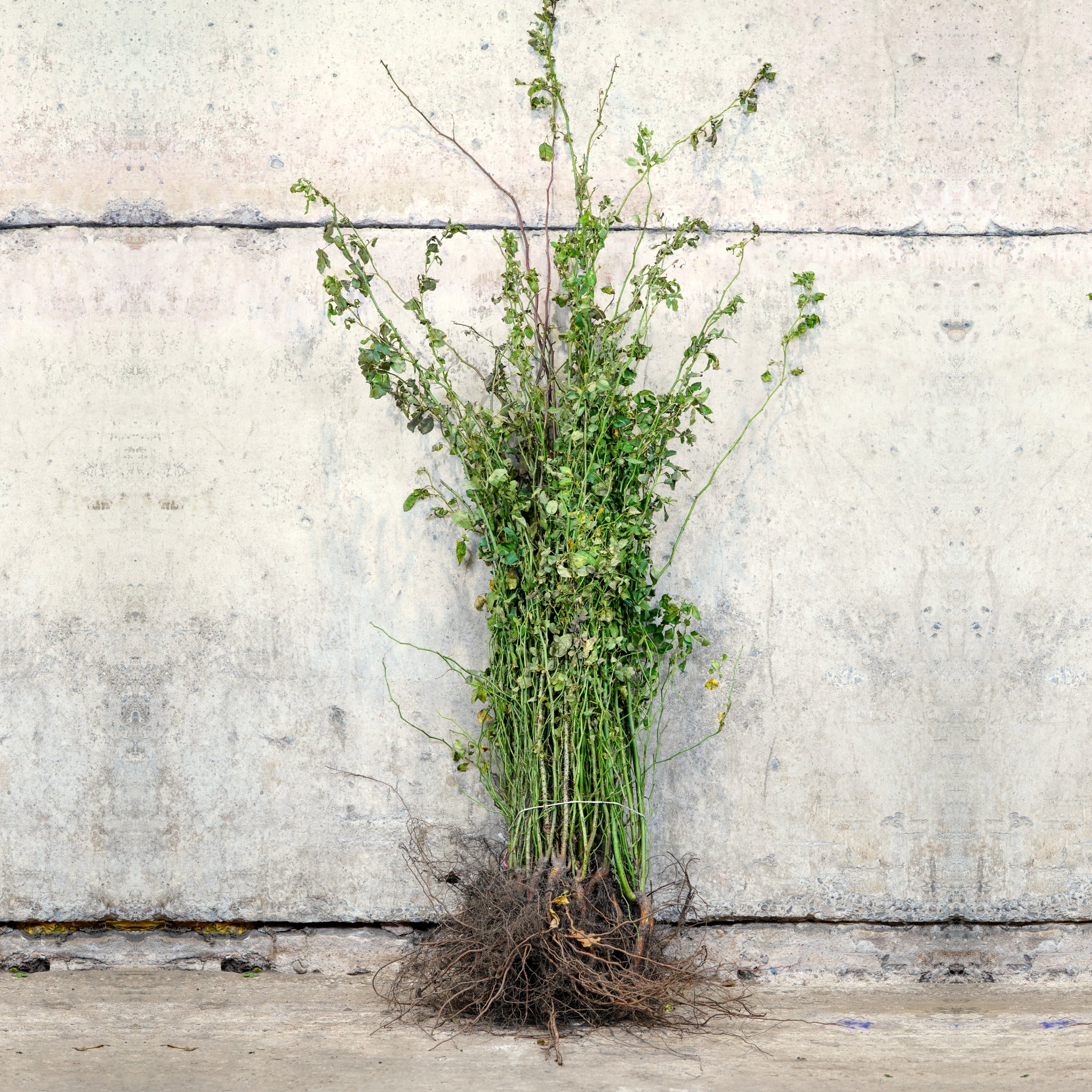 Dog Rose bare root hedging 100-125cm