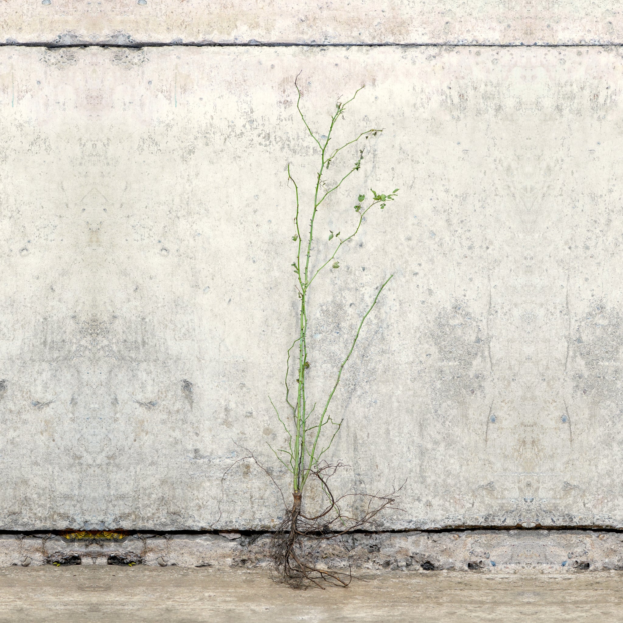 Dog Rose bare root hedging 100-125cm
