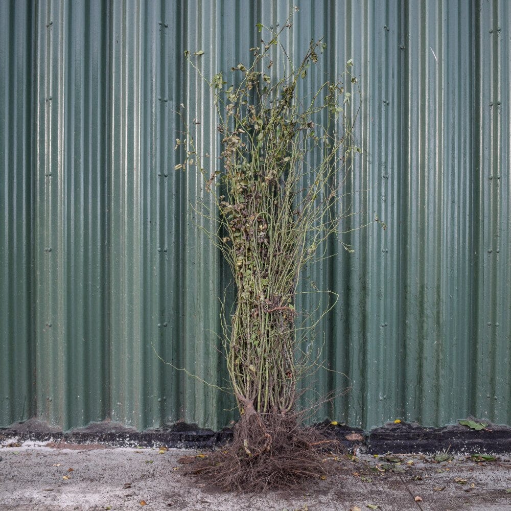Rosa canina (Dog Rose) bare root hedging 100-125cm plant.