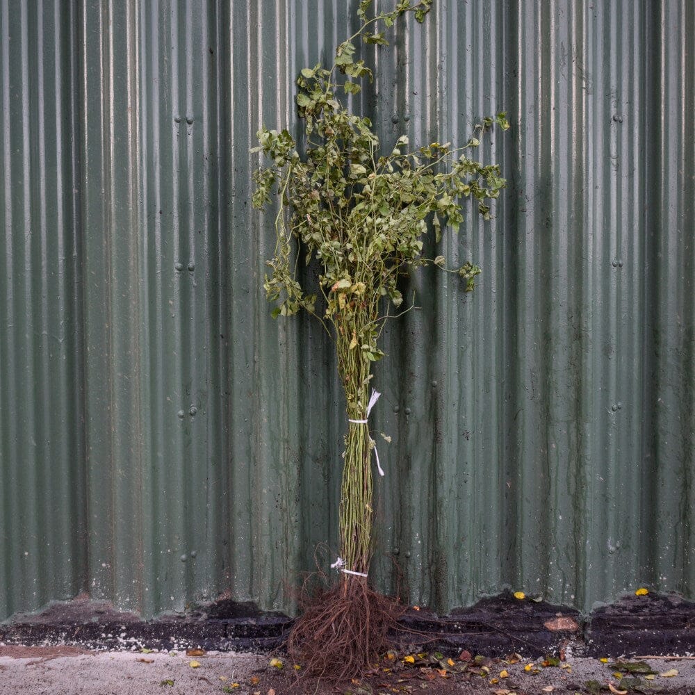 Rosa canina (dog rose) 40-60cm bare root hedging.