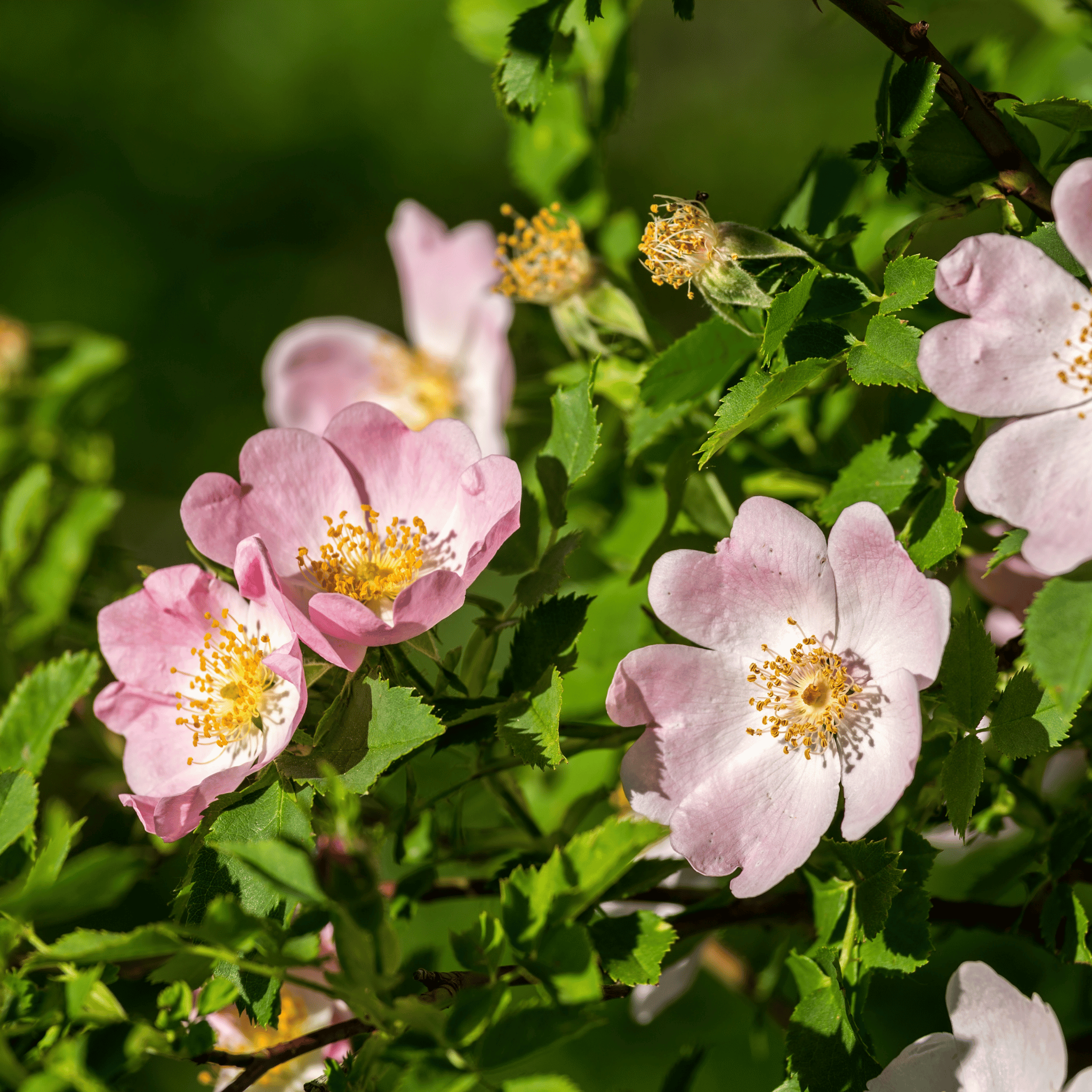 Dog Rose (Rosa canina) flower detail